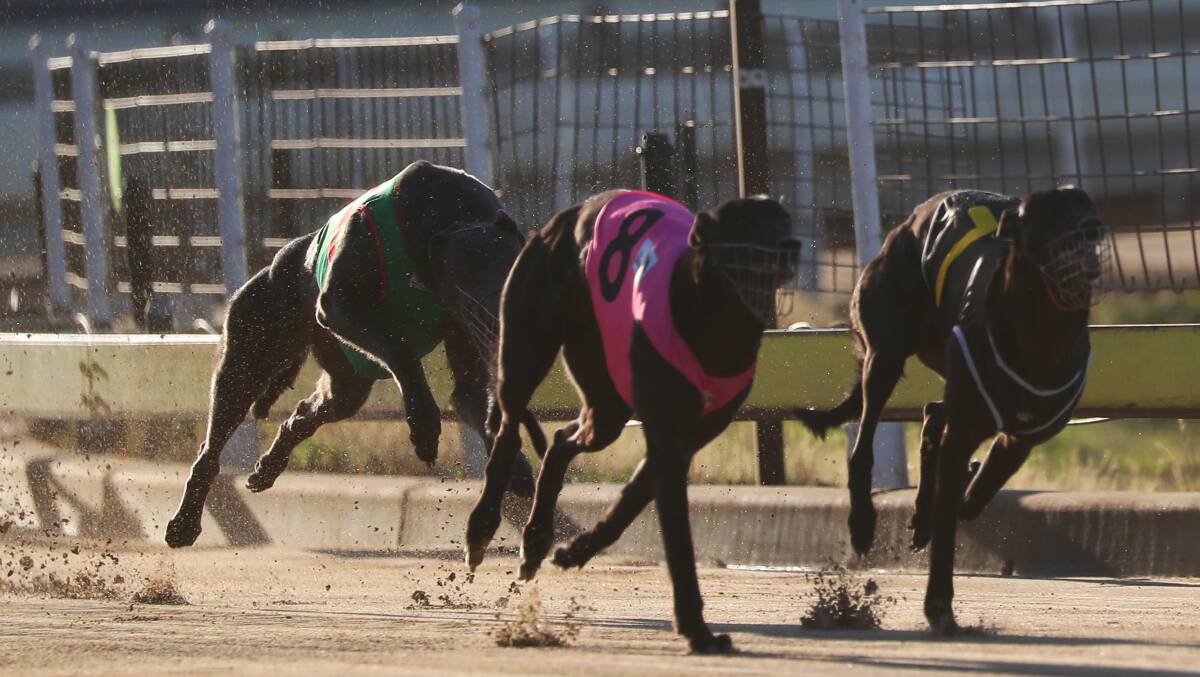 AWAY SHE GOES: Sycamore Lou Lou holds off Magic Blaze (outside) to bring up another win at Wagga on Friday night. Picture: Emma Hillier