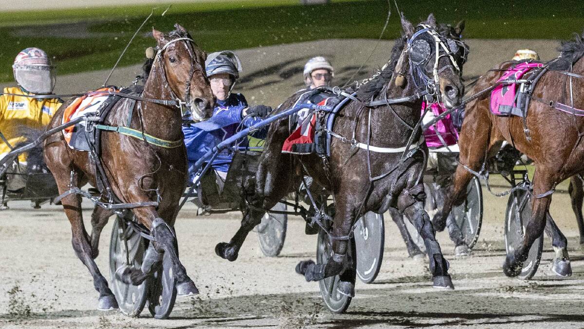 BIG CHALLENGE: Forever Yin, pictured winning a Vicbred Super Series semi-final last season, lines up in the heats of the Victoria Derby on Saturday. Picture: Stuart McCormick