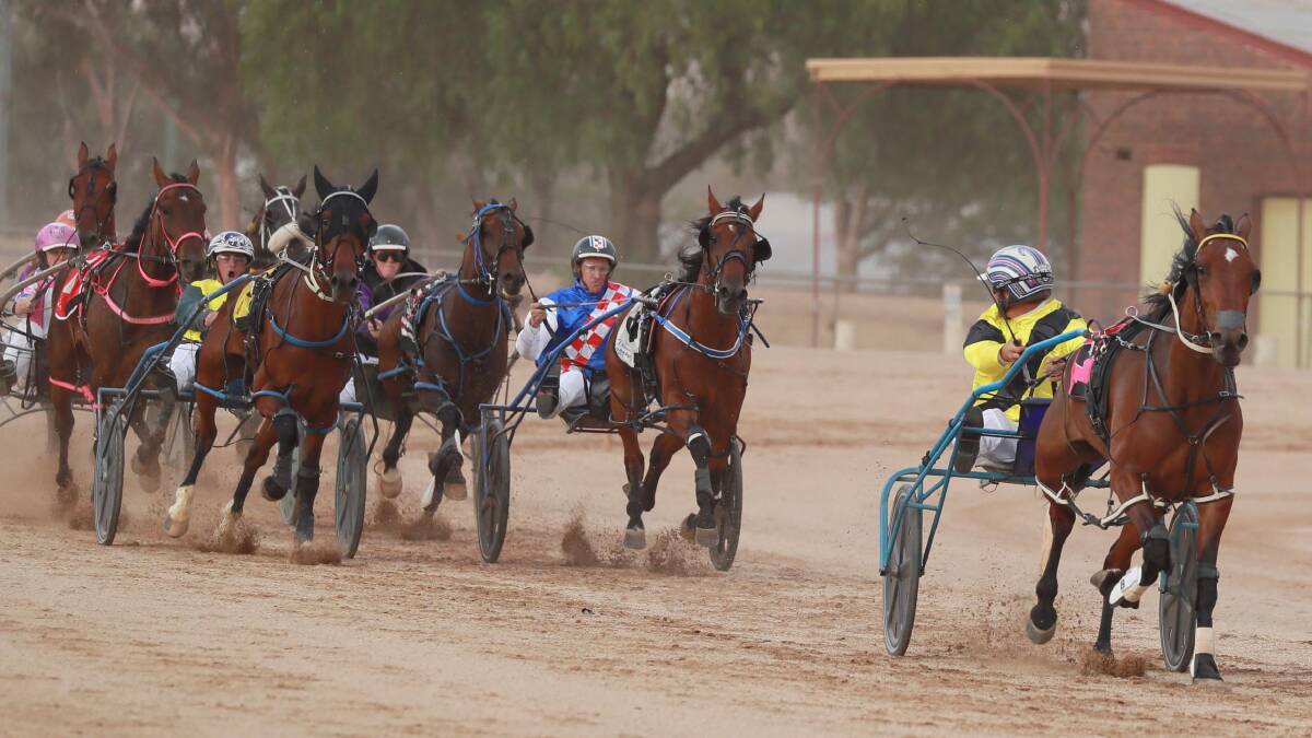 NO DANGER: Shane Hallcroft keeps an eye on his dangers as Cams Pearl storms away to win at Temora on Saturday. The club has extended nominations for its Carnival Of Cups meeting this Saturday. Picture: Les Smith