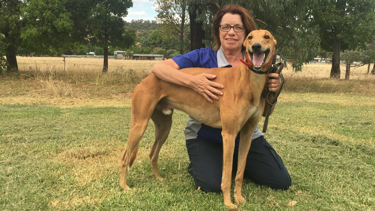 Julie French, pictured with Normie's Boy, is chasing success with three in-from sisters at Wagga on Friday.