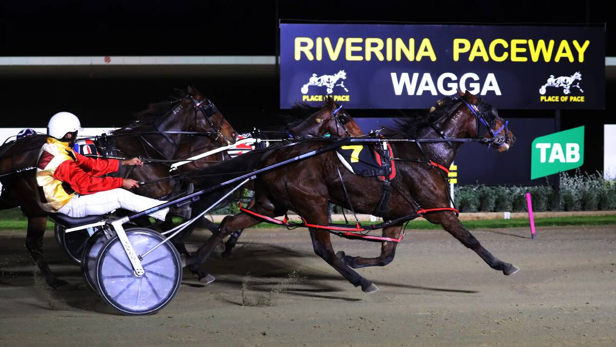JUST GETTING THERE: Seelster Shannon charges home take to bring up her second victory for Young trainer-driver Nathan Hoy at Riverina Paceway on Tuesday night. Picture: Emma Hillier