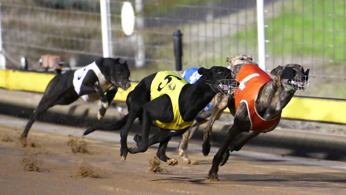 AWAY HE GOES: King Kohli charges past his rivals to down Bright Flash in a Ladbrokes 1-3 Wins Heat at Wagga on Sunday.