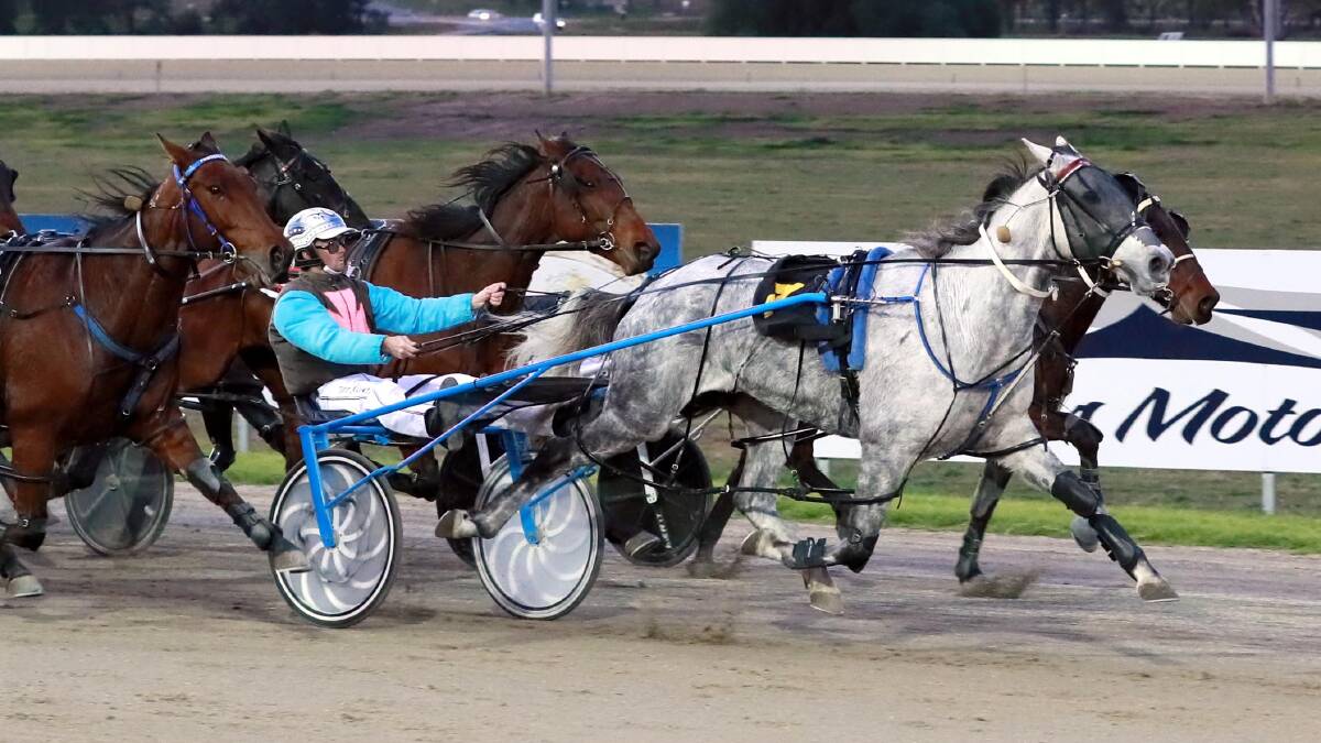 TOUGHING IT OUT: Peter McRae drives Time Keepa Lombo to the line to take out the A consolation of the Regional Championships at Riverina Paceway on Friday. Picture: Les Smith