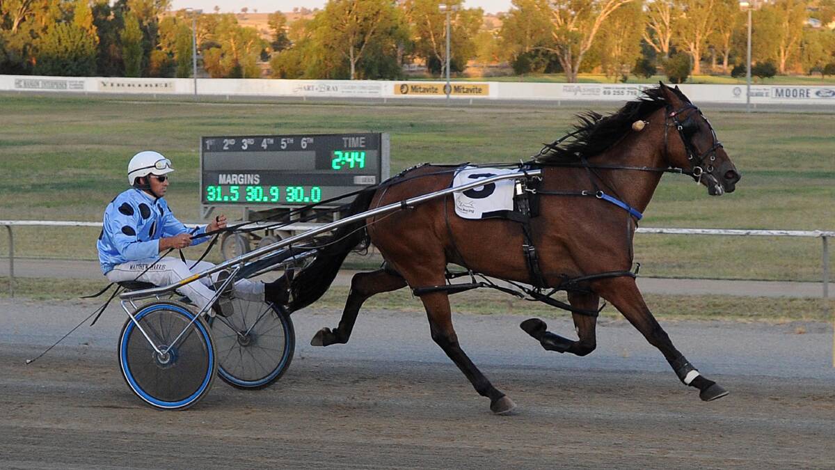 HOT STREAK: Gold Starzzz is looking to make it four wins in a row at Wagga on Friday.