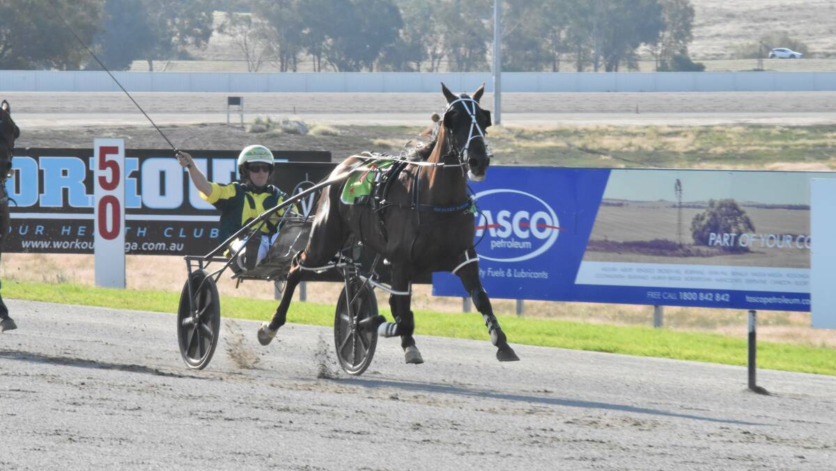 BIG SALUTE: Reinsman Blake Micallef enjoys Billybredone's win on the return to racing at Riverina Paceway on Tuesday. Picture: Courtney Rees