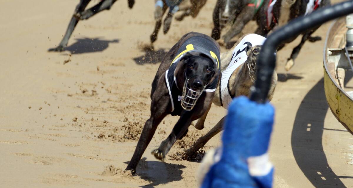 EYES ON THE PRIZE: Lochie's Mate proved too strong at Wagga on Friday just before the meeting was called off due to the excessive heat. Picture: John Gray