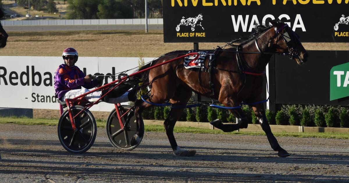 OUT AND RUNNING: Doug Hewitt keeps an eye on his rivals before going on to win with Rock Fisherman at Riverina Paceway. Picture: Courtney Rees