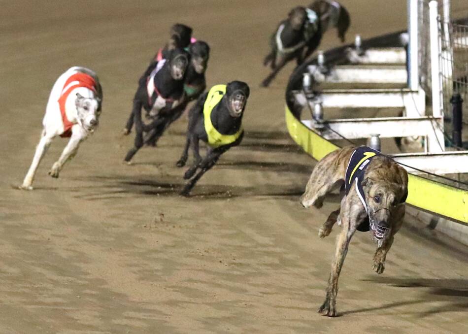 DAYLIGHT SECOND: Good Odds Buddy roars away from his rivals to take out the Wagga Gold Cup on Friday night. Picture: Les Smith