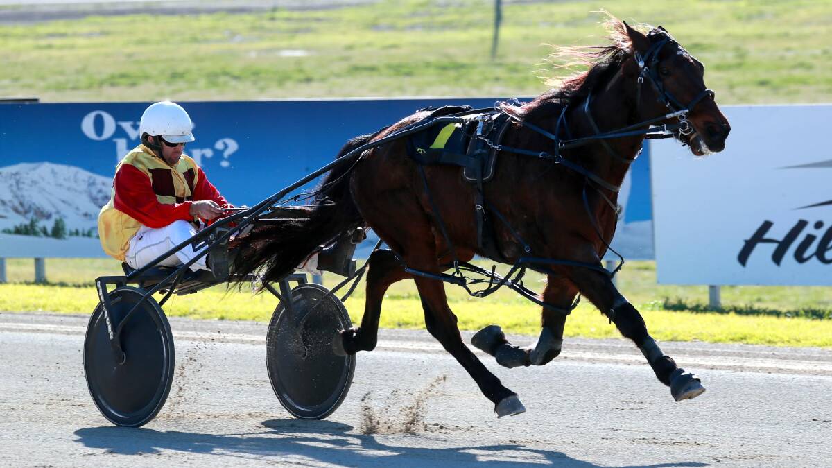 DOUBLE ACT: Trainer-driver Nathan Hoy steers Rodanthe Nights to victory to complete back-to-back successes at Riverina Paceway on Friday. Picture: Les Smith
