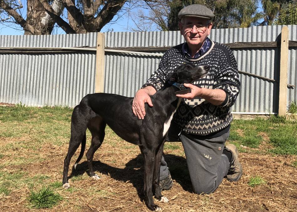 CHASING THE MILLION: Wagga trainer Brian Honey has Lace Monster in the second of the Million Dollar Chase heats at Wagga on Thursday.