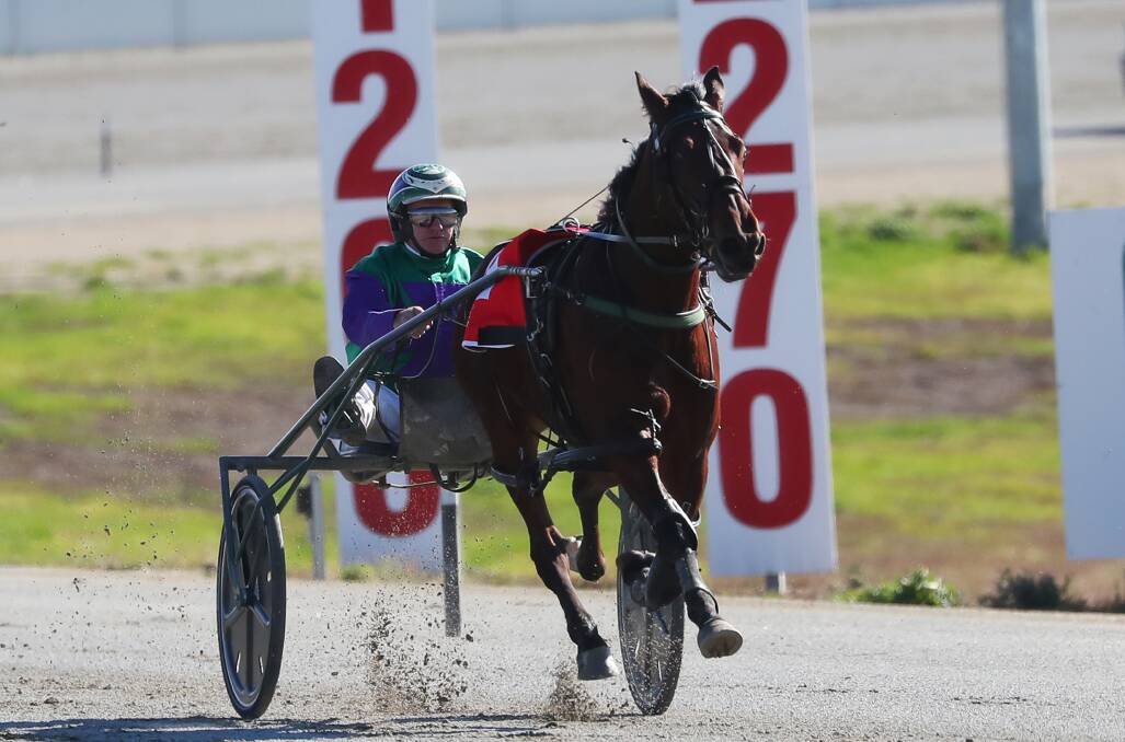 STRONG DEBUT: Stephen Maguire is looking for Noble Trick to make it two wins from as many starts at Riverina Paceway on Friday.