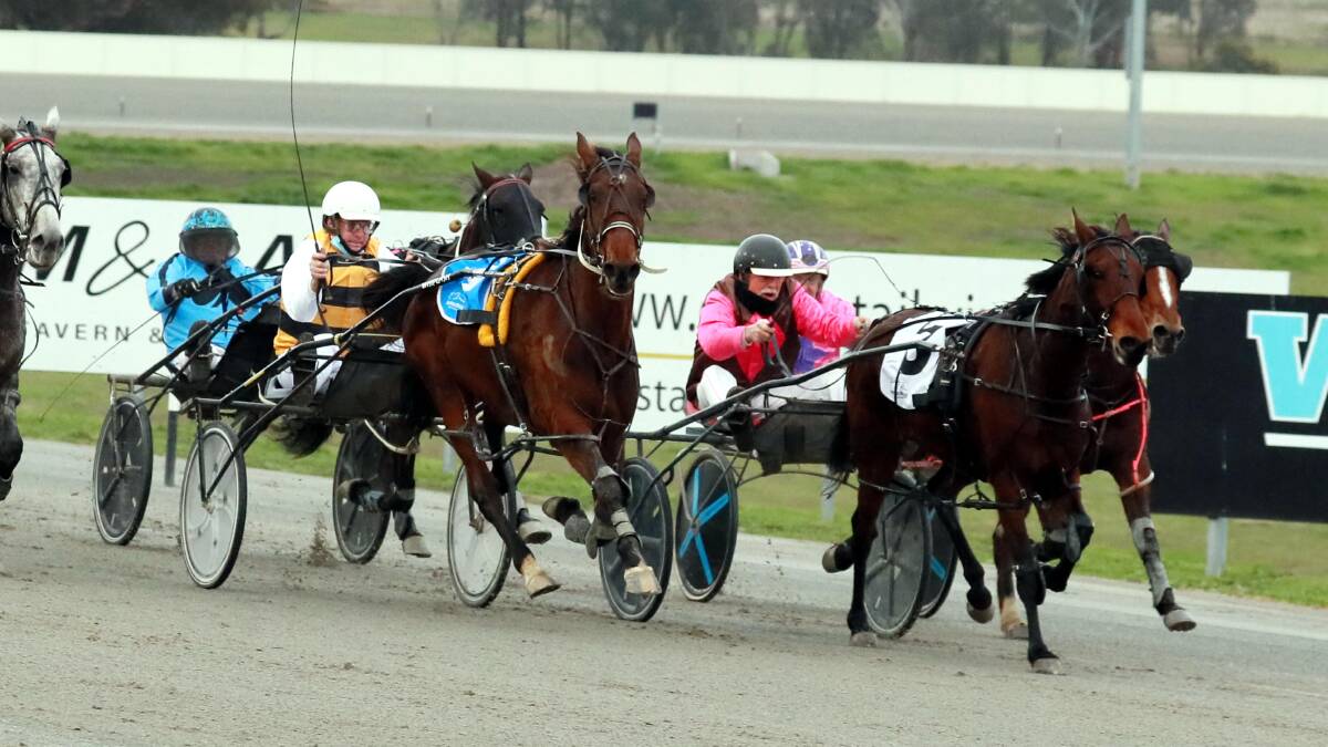 HOLDING STRONG: Heavenly Wisdom keeps her rivals at bay to win the third of the up to 45 heats for David Druitt at Riverina Paceway on Friday. Picture: Les Smith