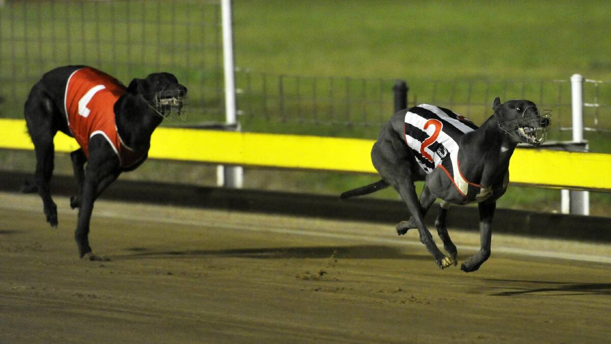CLASS ACT: Blue Sky Riot bounds away from King Jeremy to win the Million Dollar Chase Regional Final at Wagga on Friday. Picture: Chelsea Sutton