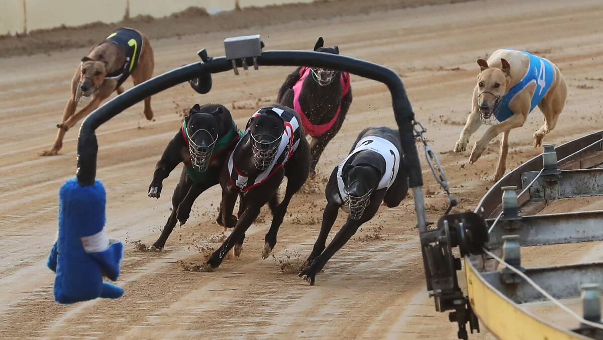 Michael Clayton lines up the two favoured runners in the Leo Hartley Memorial on Friday.