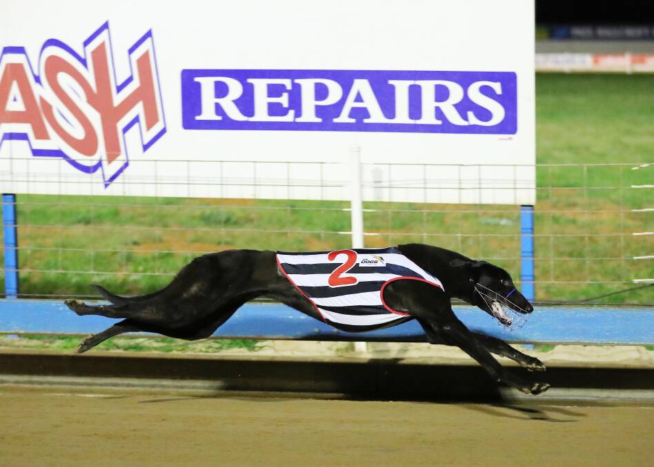 STRIDING OUT: Al's Desire goes for home during his impressive first win in the Wagga Tile Centre Maiden (400m) for Cootamundra trainer Terry O'Keefe at Wagga on Friday night. Picture: Kieren L Tilly