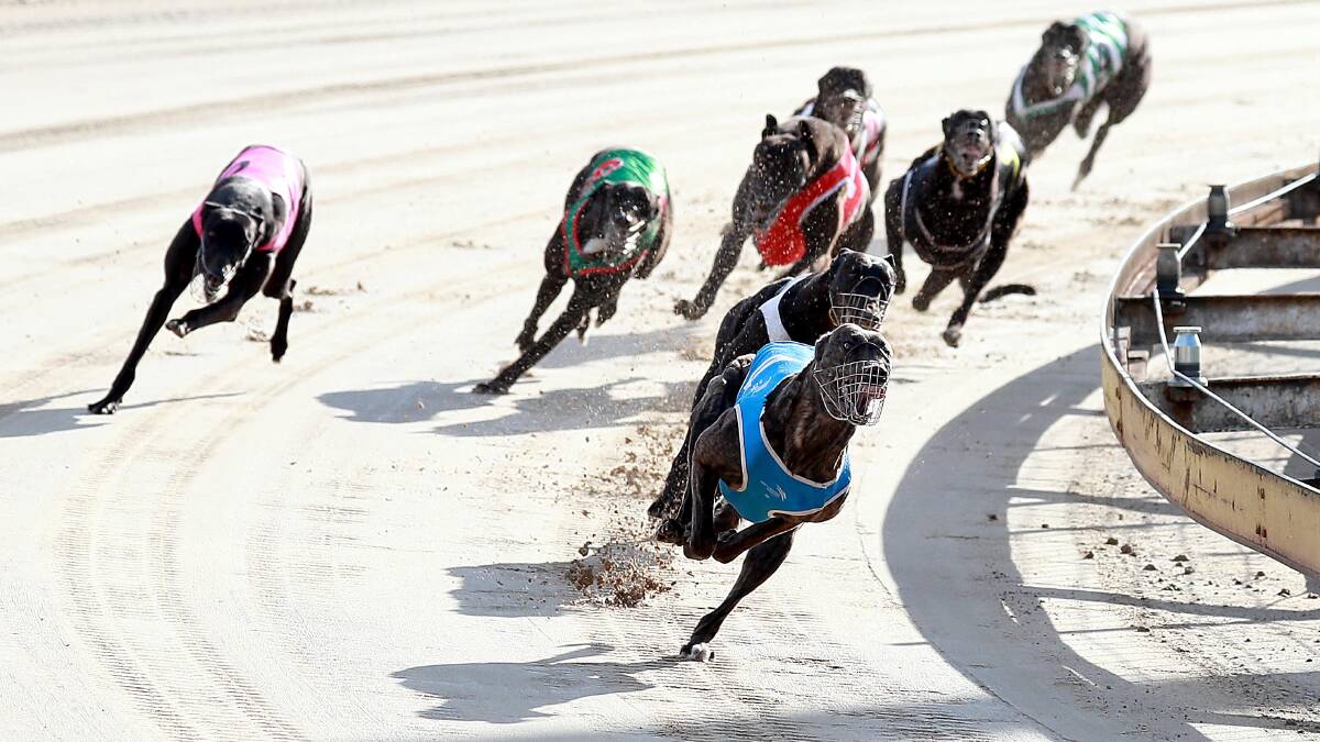Wagga Greyhound Racing Club are hoping for a big night on and off the track to farewell 2021. 