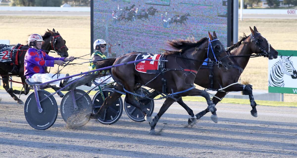 TIMING IT RIGHT: Bernie Hewitt guides Winona Writer past Yarraman Bella to win her heat at Riverina Paceway on Sunday. She will start from barrier 10 in Saturday's final. Picture: Les Smith