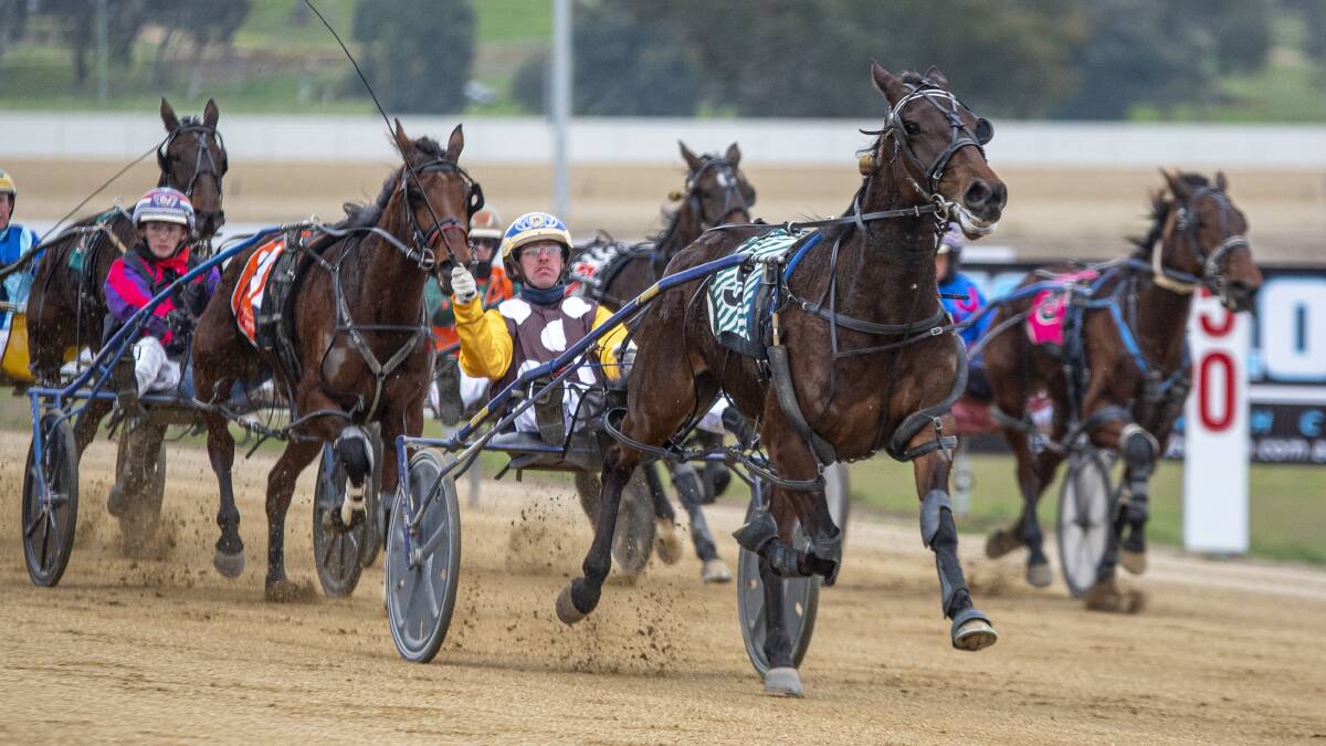 BIG SALUTE: Cameron Hart celebrates after driving Western Secret to group two success on NSW Breeders Challenge Regional Finals day at Riverina Paceway on Sunday. Picture: Ashlea Brennan Photography