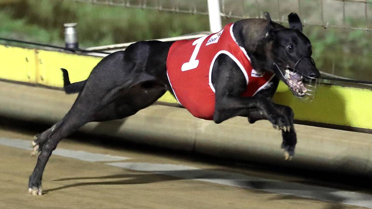 BOUNDING AWAY: Ultimate Speed races away from his rivals to win the Million Dollar Chase regional final at Wagga on Saturday. Picture: Les Smith