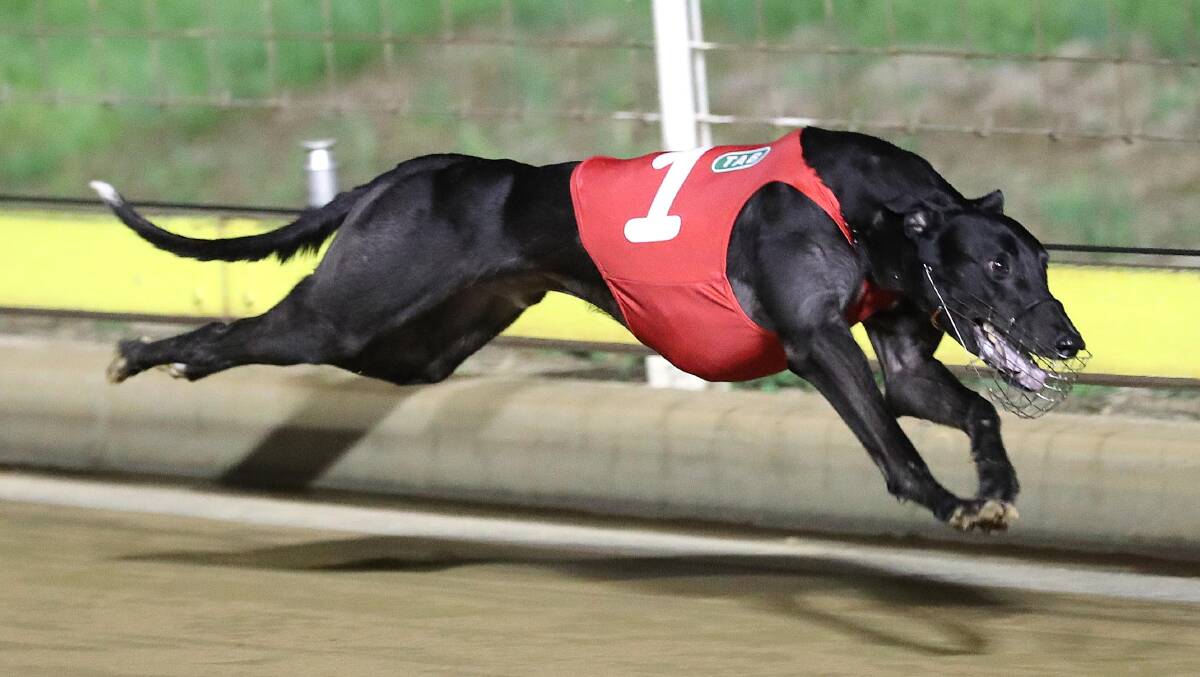 FLYING: Deliver storms away from his rivals to take out the first heat of the Million Dollar Chase at Wagga on Friday night in track record time. Picture: Les Smith