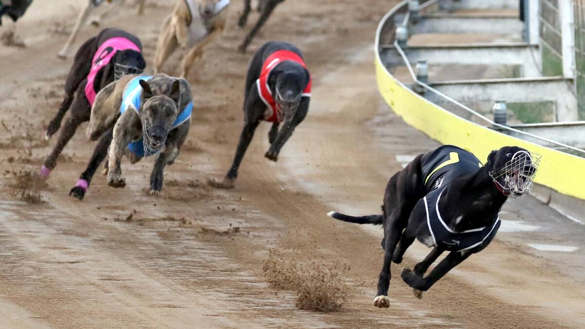Heats of the world's richest greyhound race will be run at Temora on September 16.