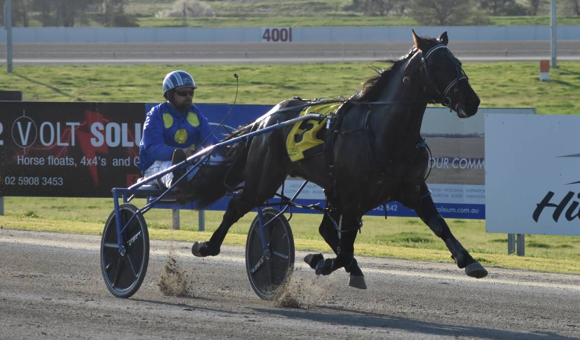 SHOOTING FOR SIX: Mister Rea is out to extend his unbeaten run at Young in the heats of the NSW Breeders Challenge on Tuesday for Ray Walker and Daryll Perrot. Picture: Courtney Rees