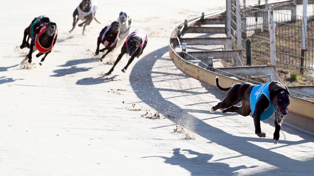 It will be another early start to Wagga's greyhound meeting on Friday.