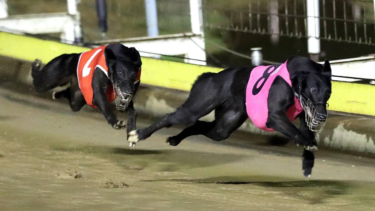 AWAY SHE GOES: Who's Got Fifi bounds away from No More Flies to take out the opening event at Wagga on Friday night. Picture: Les Smith