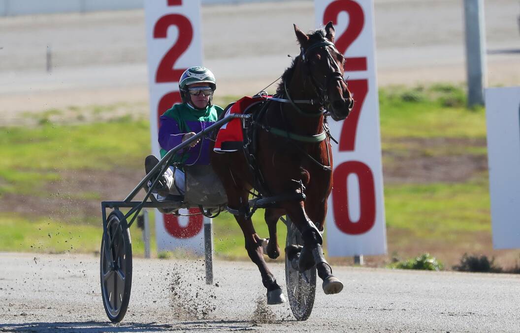 PLATE MISSION: Mirrool trainer-driver Stephen Maguire is looking to qualify Noble Trick for the MIA Breeders Plate final with the heats of the two-year-old feature at Leeton on Tuesday.
