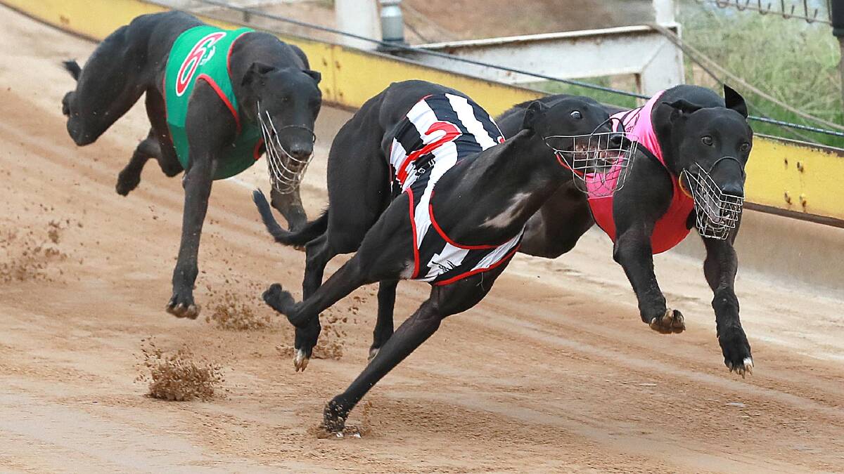 Tranquil Gypsy is looking to make it five wins in a row at Wagga on Sunday.
