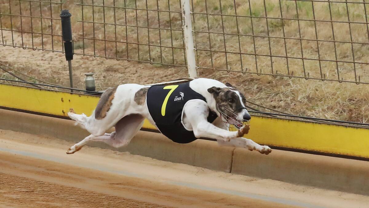 FLYING: Kiki's Mom extends away to take out the Labrokes Xmas Gift Maiden Final
at Wagga on Sunday. Picture: Emma Hillier
