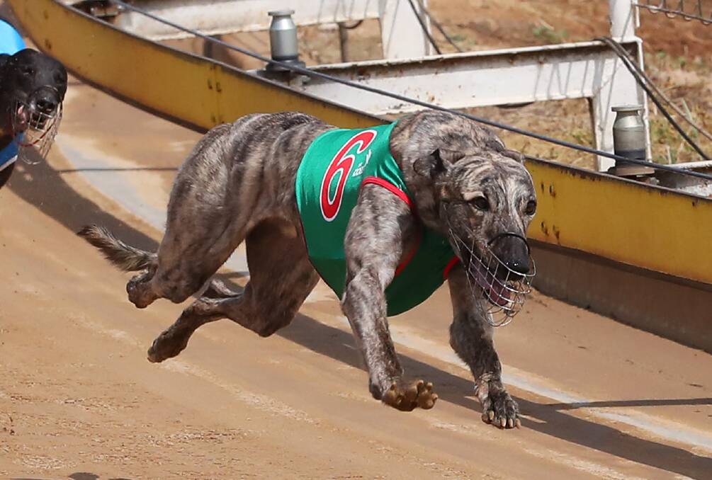 HOT DOG: Tanami Express is out to make it seven wins, and a second, from eight starts for The Rock trainer Brian Smith at Wagga on Sunday. Picture: Emma Hillier