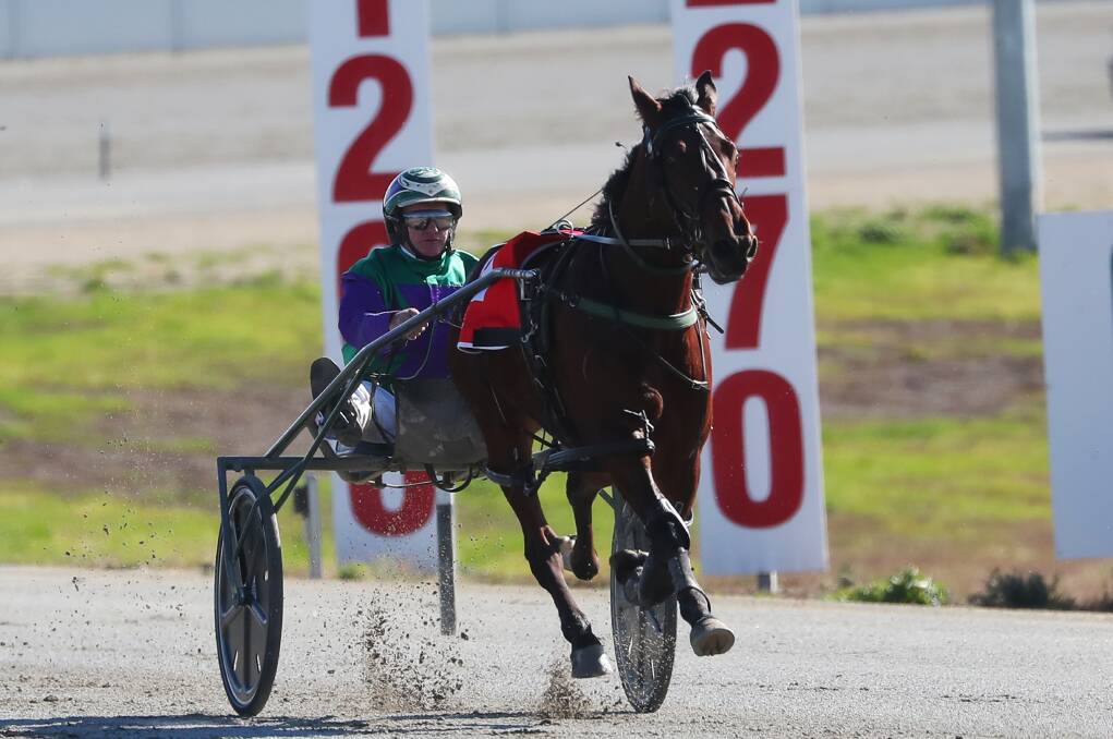 OFF AND AWAY: Noble Trick storms away from his rivals to ensure a winning debut for Mirrool trainer-driver Stephen Maguire at Riverina Paceway on Friday. Picture: Emma Hillier