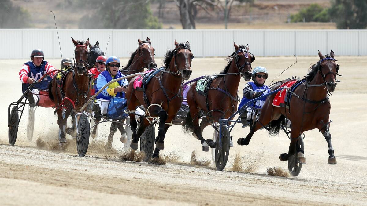 SPEED TO BURN: Luke McCarthy guides Island Banner during the grand opening of Riverina Paceway on Sunday. Picture: Les Smith