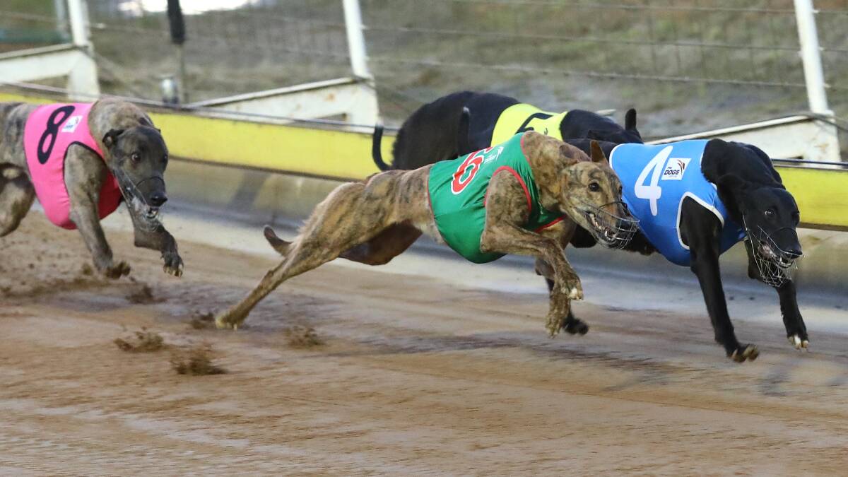 TIGHT FINISH: No More Flies took out a thrilling finish to the Ladbrokes Mixed Final (320m) at Wagga on Sunday night. Picture: Les Smith