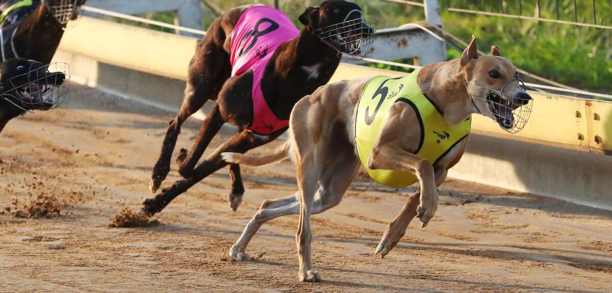 Every Chance brought up another win for Lorraine and Jack Roy at Temora on Sunday night.