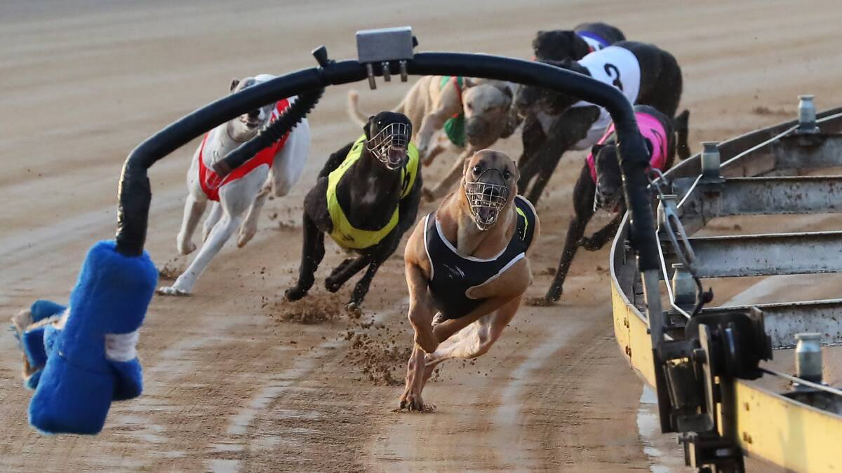 CHARGING HOME: We Gotta Million runs away from his rivals to take out the New Year's Cup at Wagga on Tuesday. Picture: Emma Hillier