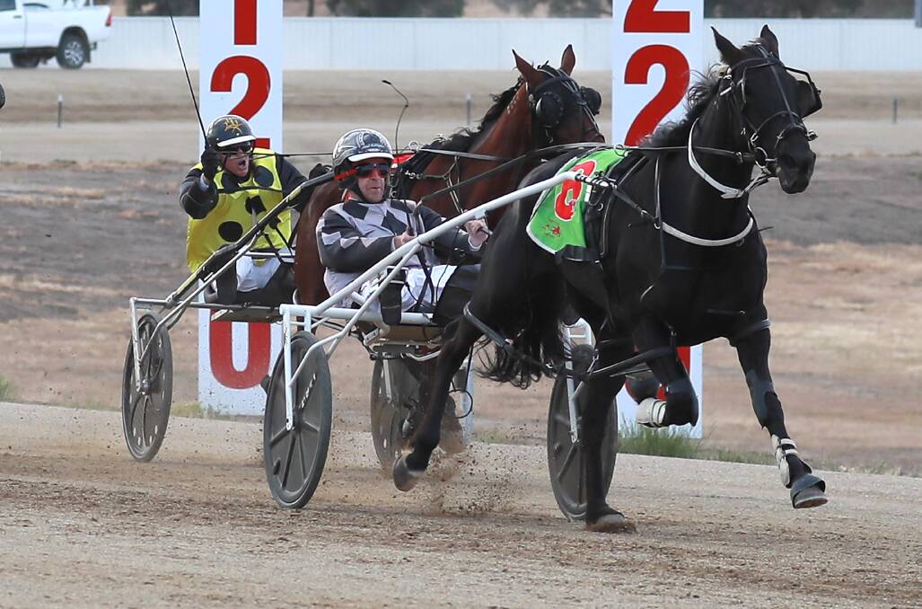 GOOD FORM: The Maniac is out to make it three wins on the trot at Riverina Paceway on Friday.