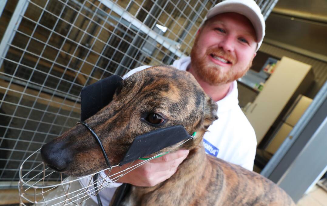 GEAR ADJUSTMENT: Wagga trainer Mitch Williams is hoping a set of blinkers will help Bright Flash in his first run for a new kennel on Sunday. Picture: Emma Hillier