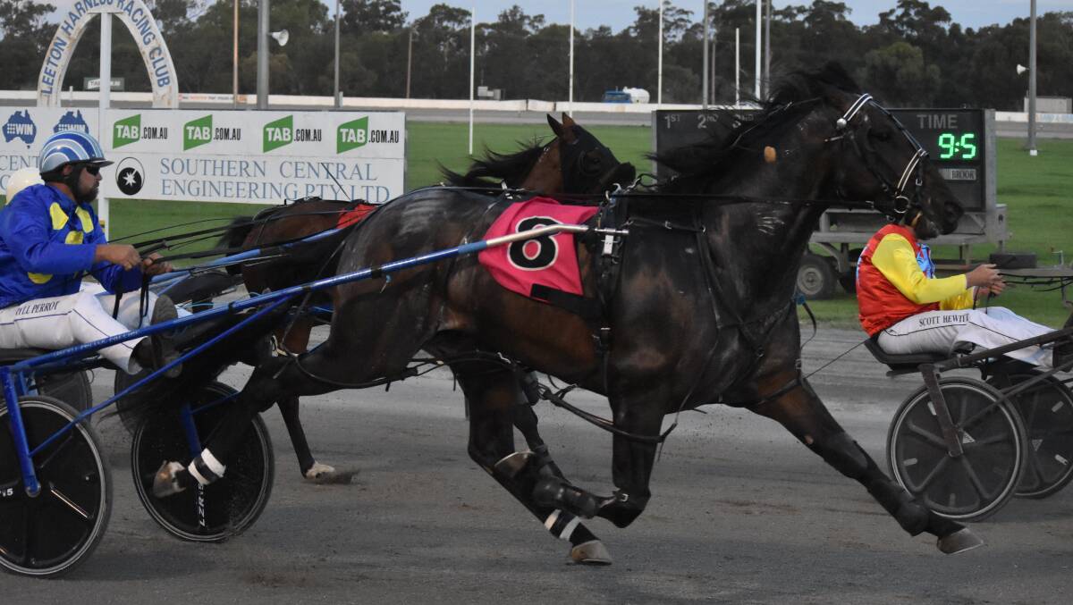 UNDER PRESSURE: Mister Rea, finishing third in his MIA Breeders Plate heat, is looking to return to winning ways in the final at Leeton on Sunday. Picture: Courtney Rees