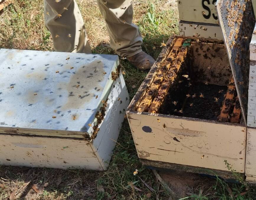 MISSING: An unknown person has stolen brood boards from Riverina apiary Big Springs Honey Producers Picture: Matt Skinner