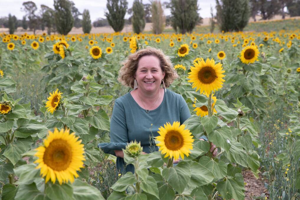 Cootamundra Can Assist volunteer Cathy Manwaring gets a sneak peek of the sunflower farm. Picture by Madeline Begley 