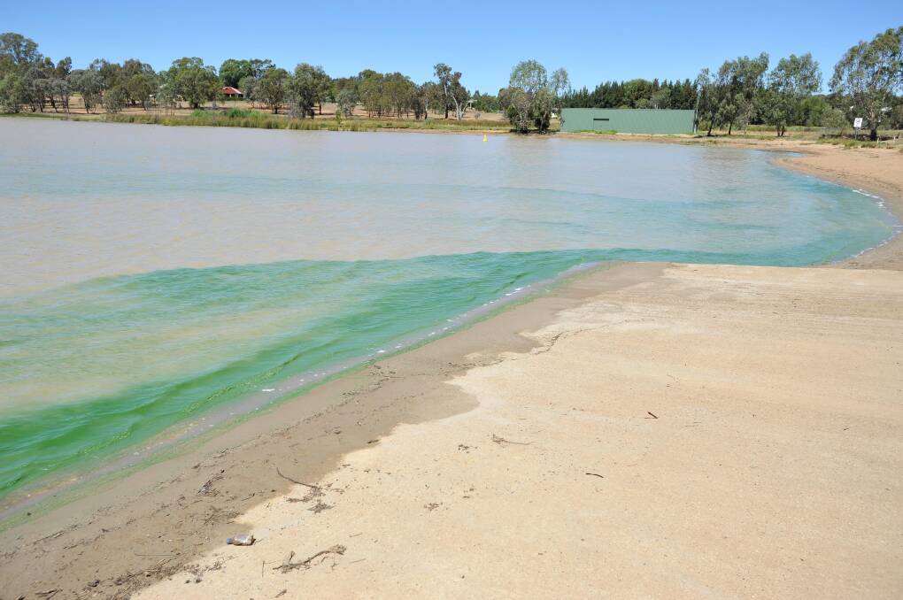 Previous pictures of Lake Albert show what blue-green algae looks like. File picture 