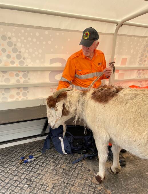 Wagga SES rescued three horses and a goat from floodwaters at a property on Roach Road. 