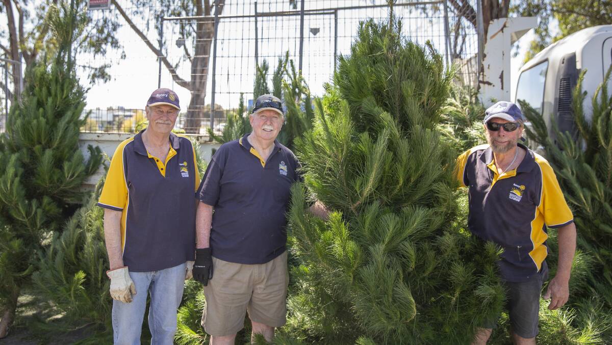 Alan Sharp, Dave Brady and Dave O'Grady with the Sunrise Rotary Club 2021 real Christmas Tree's. Picture: Ash Smith