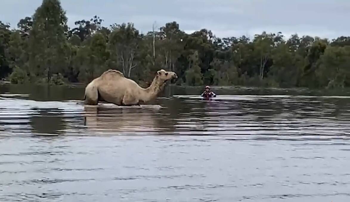 Gina, a domestic camel from a camel farm near Moama, has successfully been rescued after she became stranded in floodwater. Picture by Fire and Rescue NSW