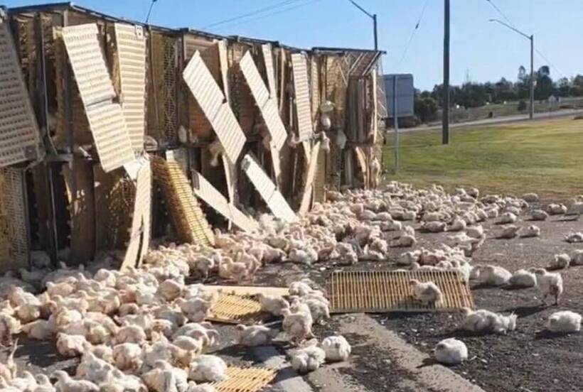 OVERTURNED: A truck carrying 5000 live chickens crashed on the Mid Western Highway at Goolgowi on Thursday afternoon. Picture: Supplied 