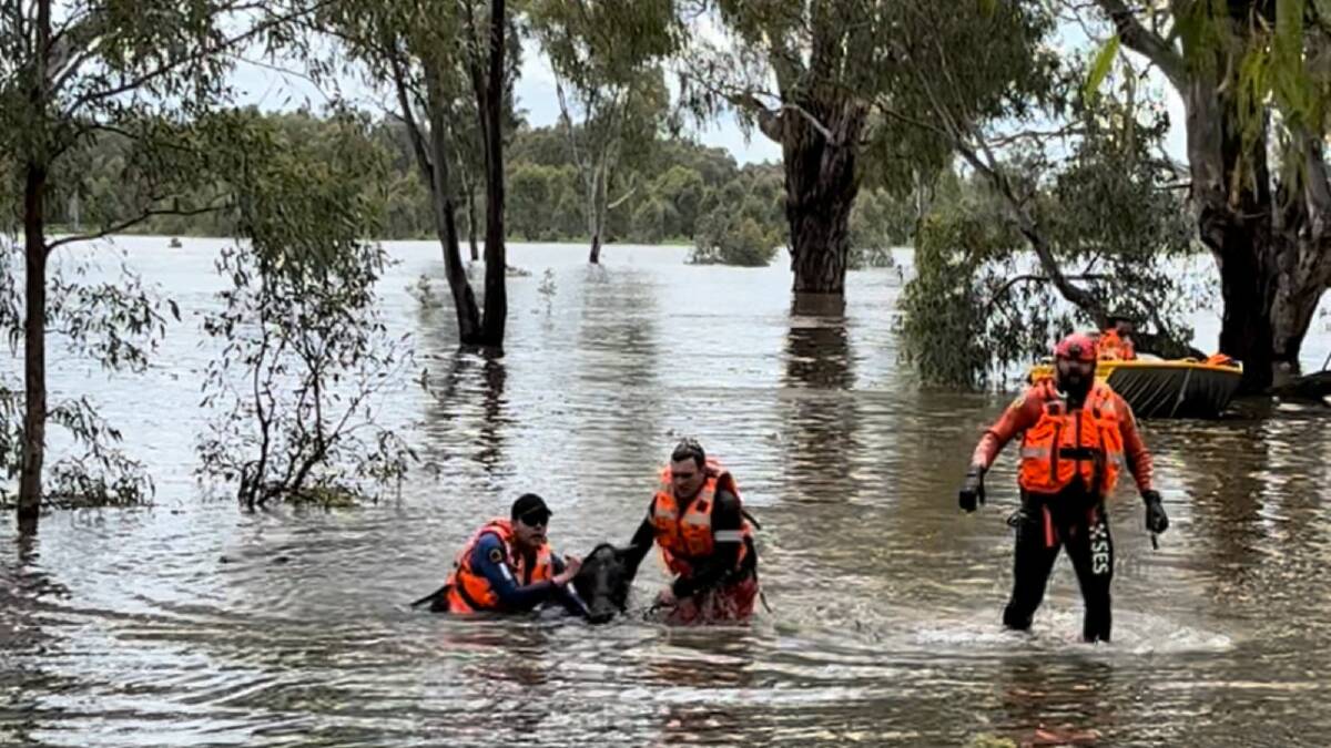 Wagga SES successfully rescued three horses and a goat from floodwaters near Roach Road. Picture by Wagga SES