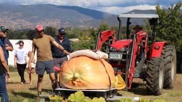Tumut's Mark Peacock successfully grew a pumpkin weighing 412 kilograms in his own backyard. Picture supplied