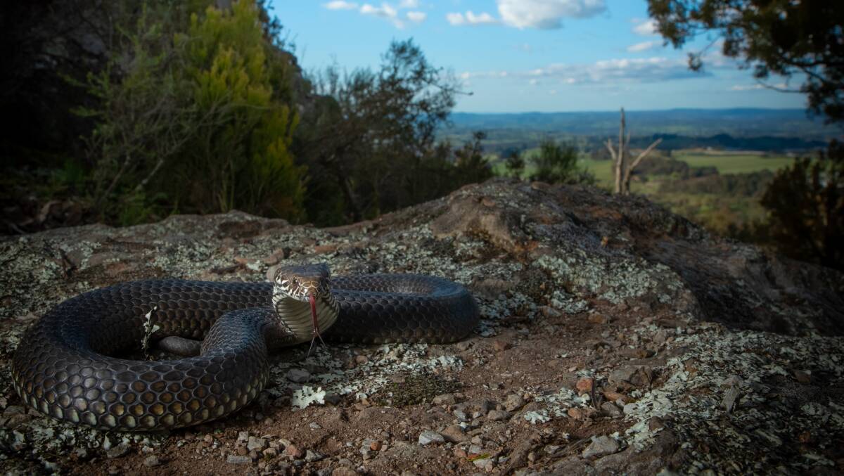 SUNBAKING: A Highland Copperhead snake resting on a rock on Mount Canobolas. Photo: JAKE HANSEN. 